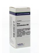 Rhus toxicodendron 30KArtikel 4 enkelvoudig8728300943965