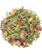 Gember citroen bioKoffie/thee4013945153171