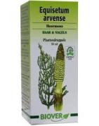 Equisetum arvense tinctuur bioFytotherapie5412141002082